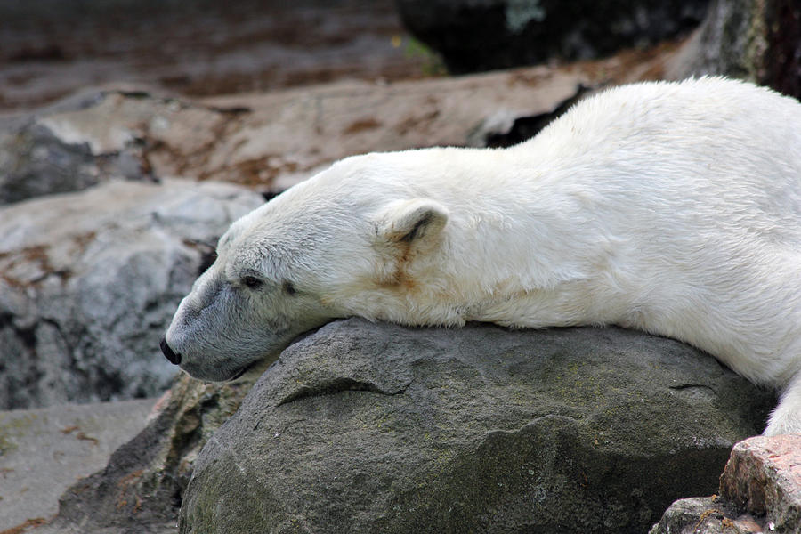 Sleeping Polar Bear Photograph by Hipolito Aviles - Fine Art America