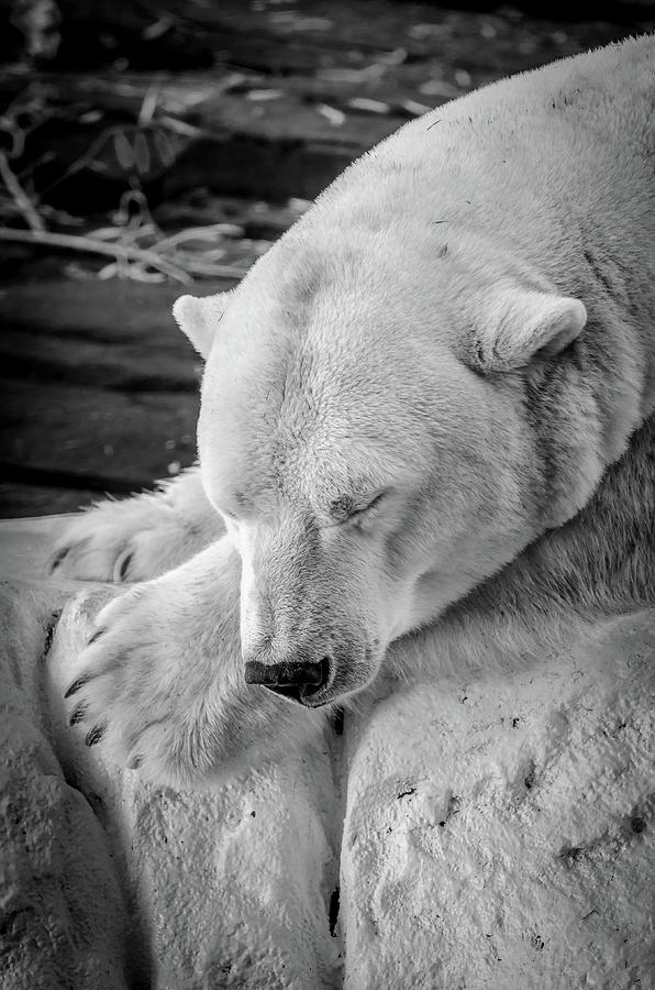 Sleeping Polar Bear Photograph by Jay McCarthy - Fine Art America