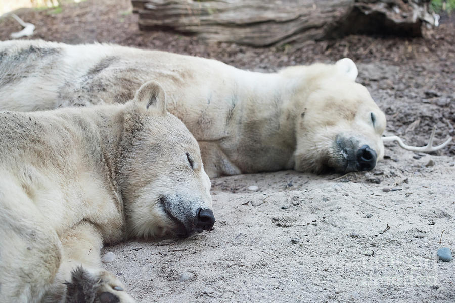 Sleeping Polar Bears Photograph by Michael Ver Sprill