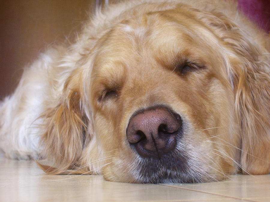 Sleeping Puppy Photograph by Brett Reginald - Fine Art America