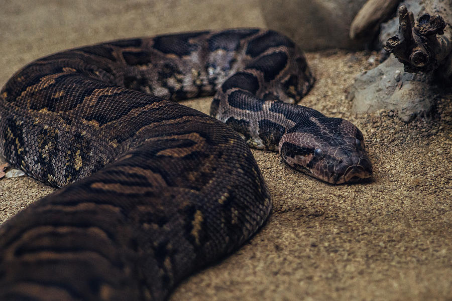 Sleeping Python Photograph by Pati Photography Pixels