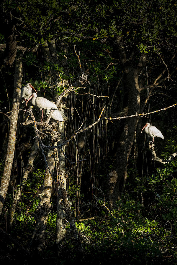Ibis Photograph - Sleeping Quarters by Marvin Spates