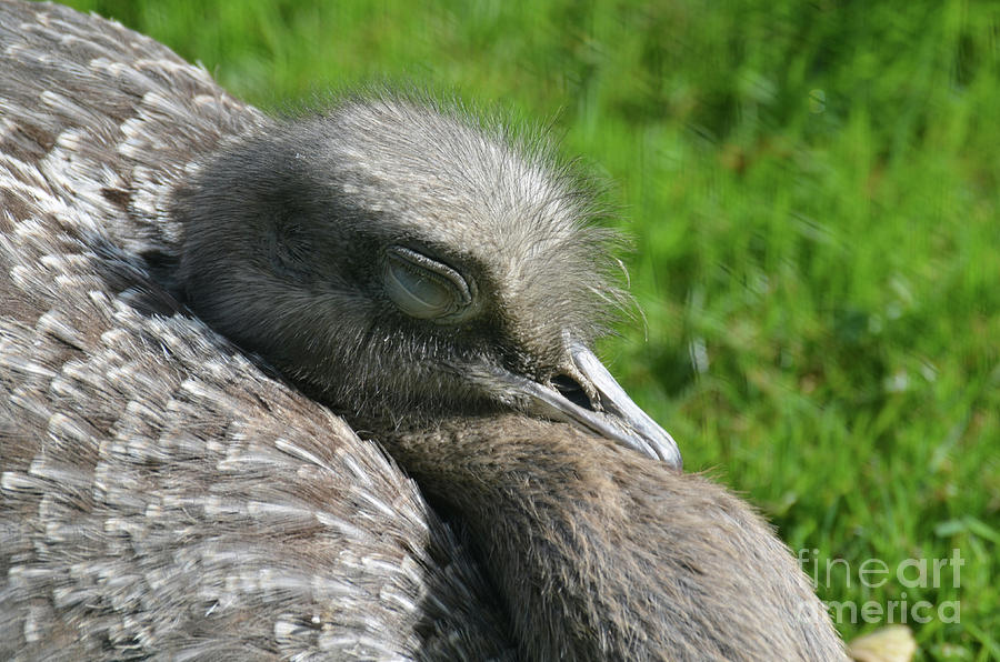 Sleeping Rhea Bird with Gray Feathers in the Sunshine Photograph by DejaVu Designs