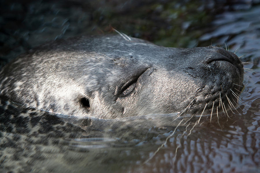 Sleeping Sea Lion Photograph by Jason Hughes