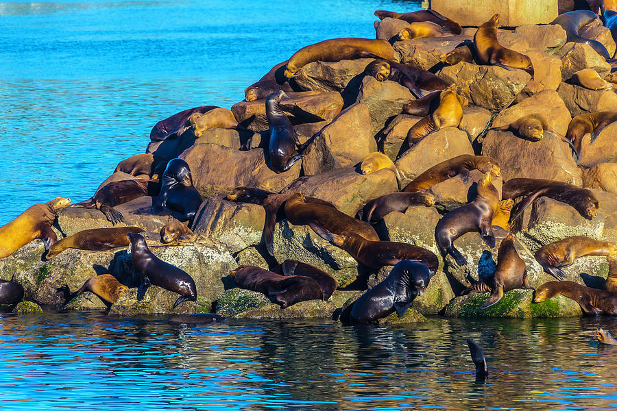 Sleeping Sea Lions Photograph by Garry Gay
