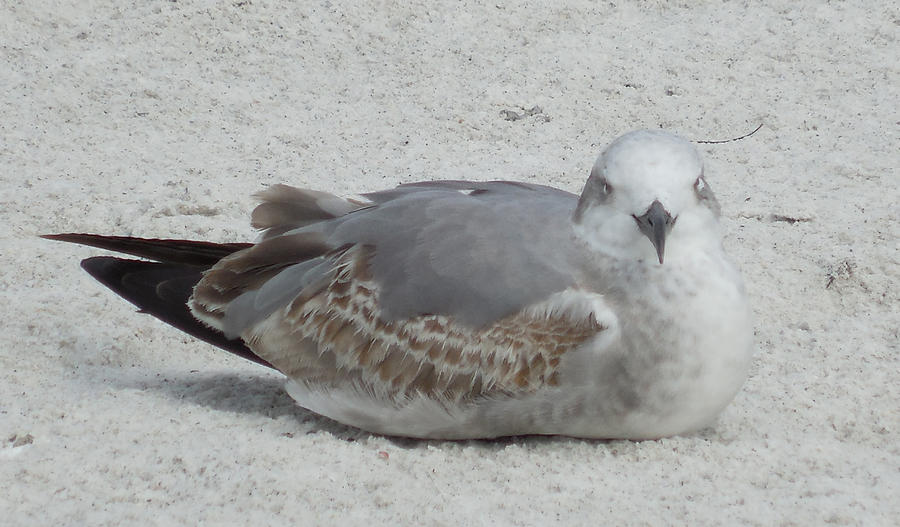 Sleeping Seagull Photograph by Betsy Swartwood - Fine Art America