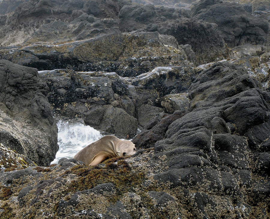 Sleeping Seal Photograph by Wongmo Simons - Fine Art America