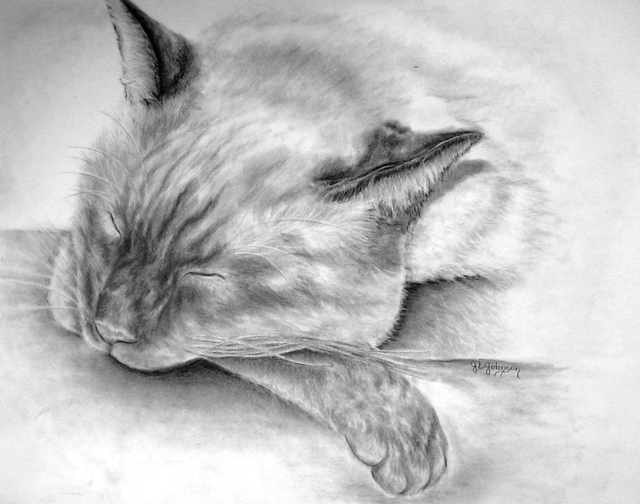 Sleeping Siamese Drawing by Elizabeth Gyles Johnson
