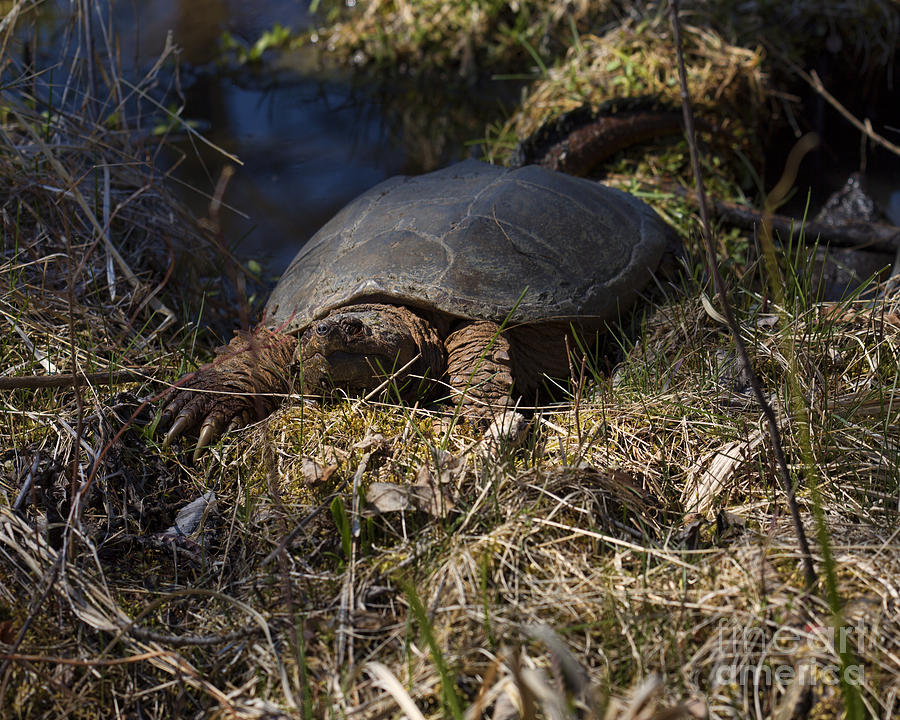 Sleeping Snapping Turtle Photograph