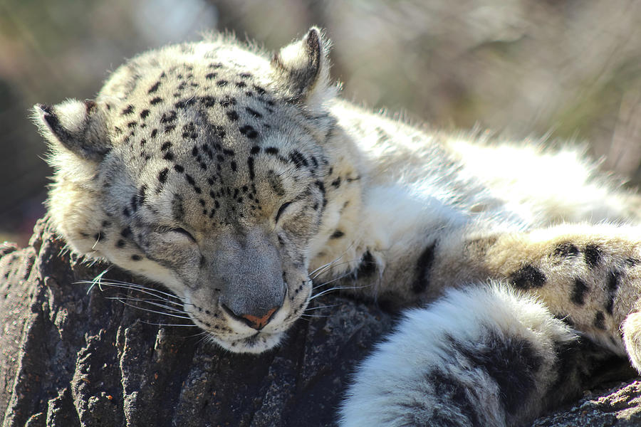 Sleeping Snow Leopard Photograph by Holly Ross