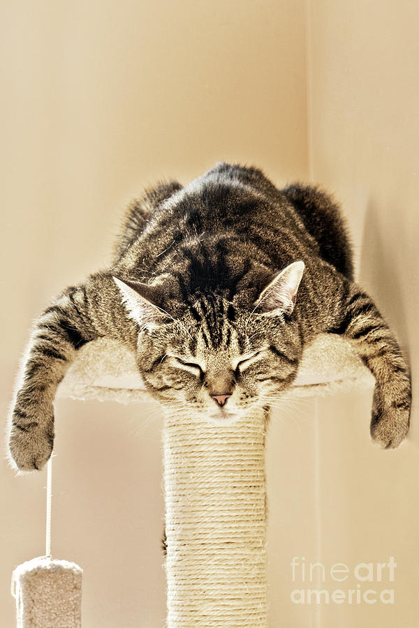 Sleeping Splat Cat Photograph by Terri Waters