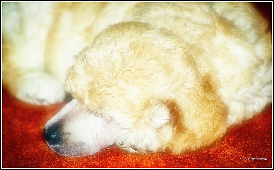 Sleeping Standard Poodle Photograph by A Macarthur Gurmankin