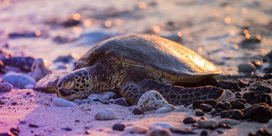 Sleeping Sunset Turtle Photograph by Sam Amato
