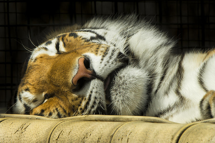 Sleeping Tiger Photograph by Bill Cubitt