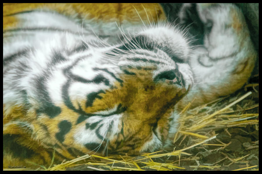 Detroit Tigers Photograph - Sleeping Tiger by LeeAnn McLaneGoetz McLaneGoetzStudioLLCcom