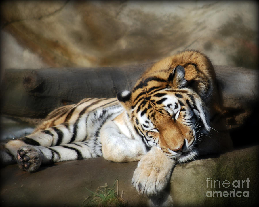 Sleeping Tiger  Photograph by Lila Fisher-Wenzel