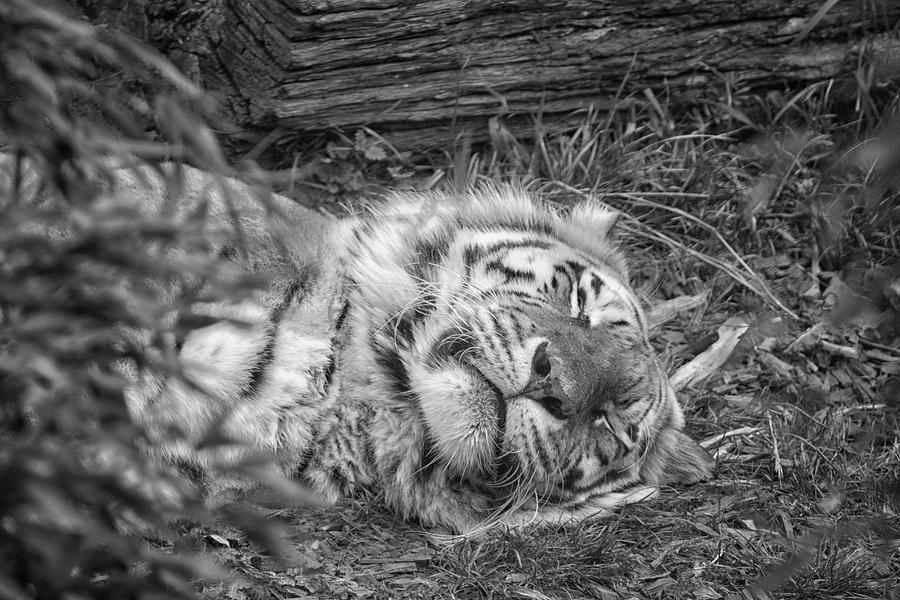 Wildlife Photograph - Sleeping Tiger by Martin Newman