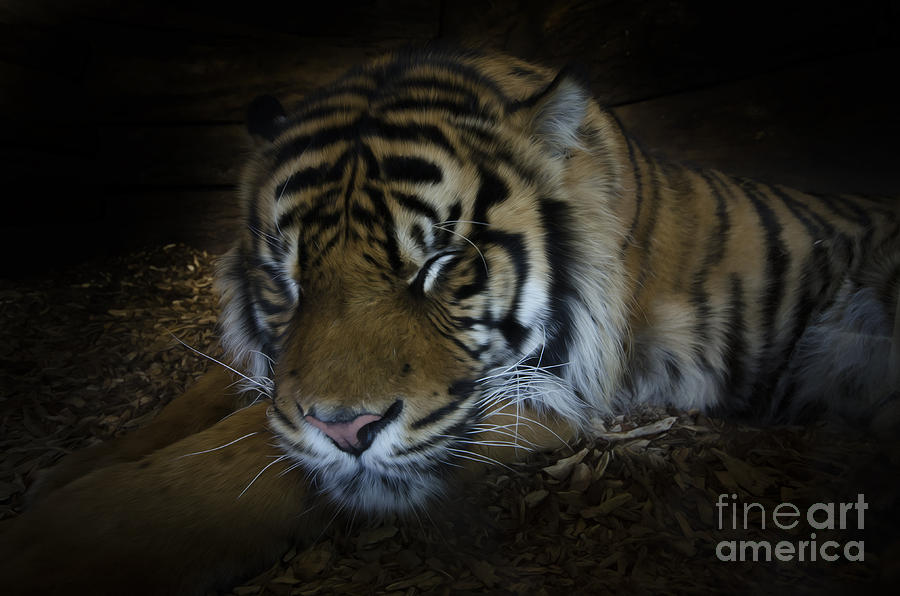 Sleeping tiger painterly Photograph by Steev Stamford