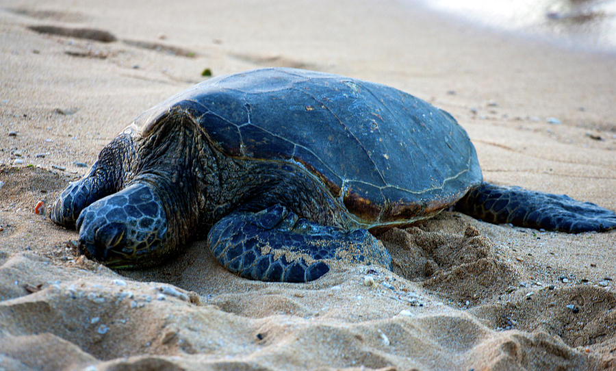 Turtle Photograph - Sleeping Turtle by Anthony Jones