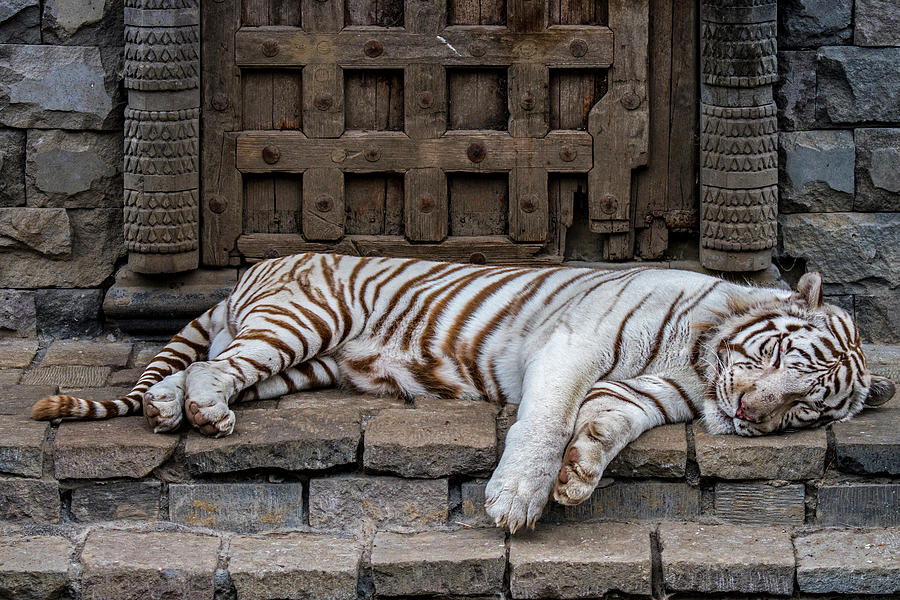 Sleeping White Tiger Photograph by Arterra Picture Library
