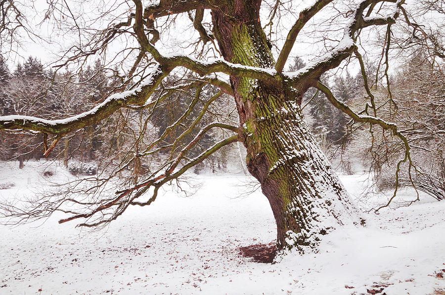 Sleeping Winter Giant. Pruhonice Park Photograph by Jenny Rainbow