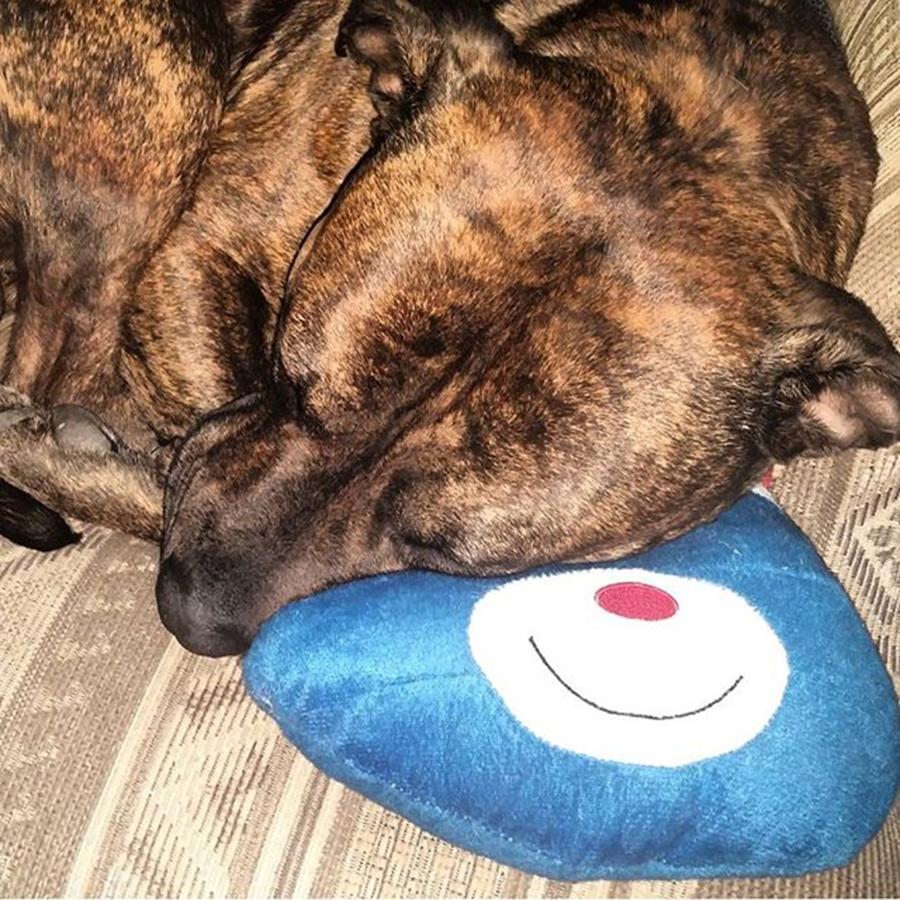 Pitbull Photograph - Sleeping With His New Toy by Shana Hirn