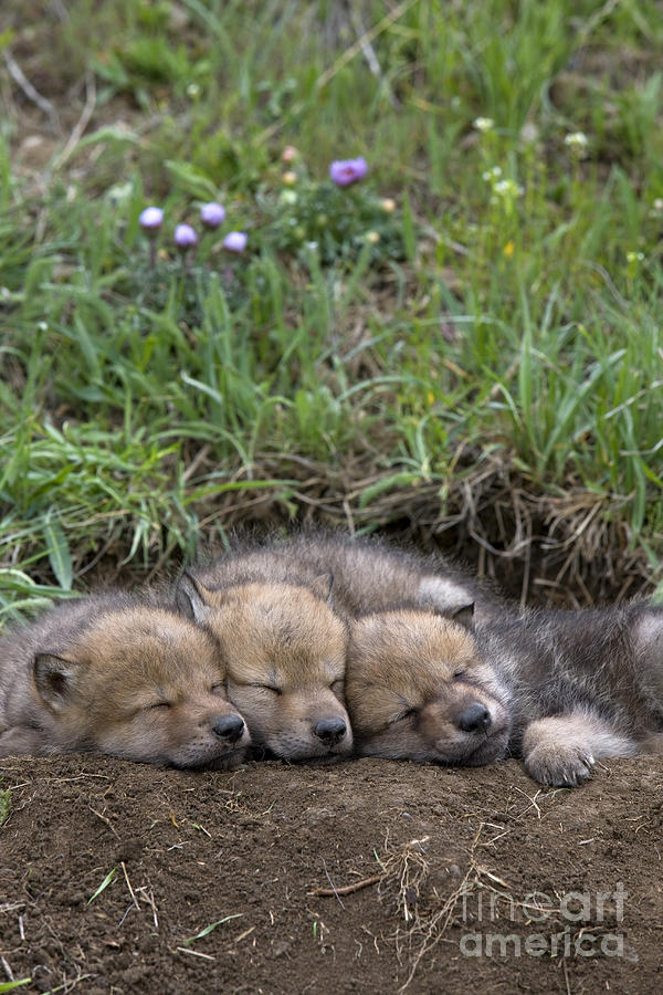 Wolves Photograph - Sleeping Wolf Cubs by Jean-Louis Klein & Marie-Luce Hubert