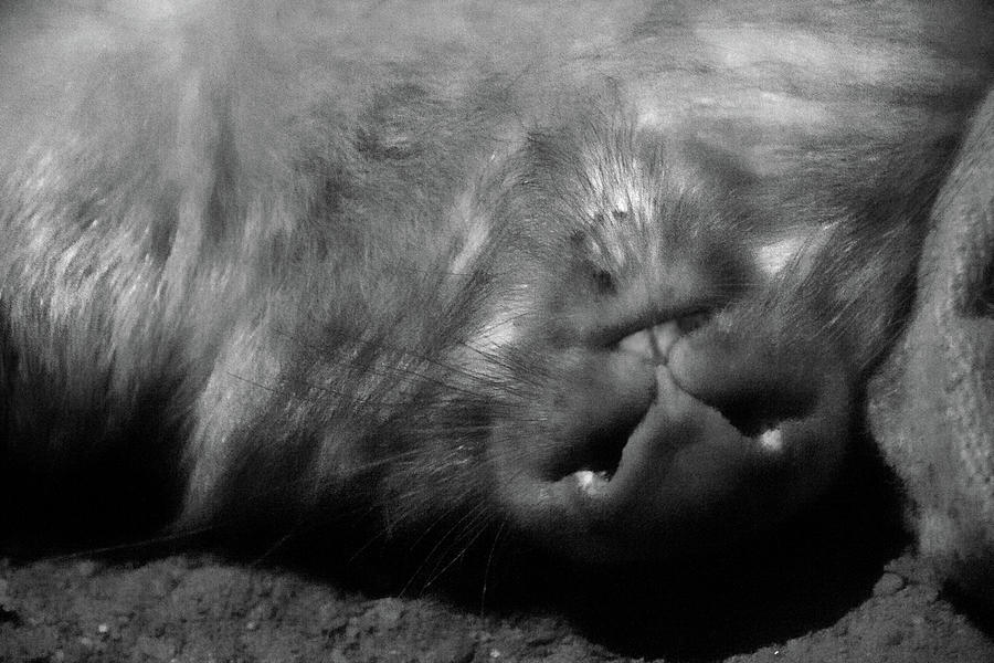 Sleeping Wombat Photograph by Miroslava Jurcik
