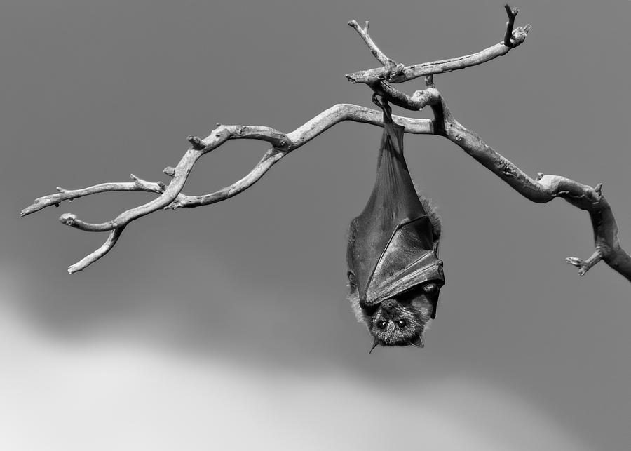 Black And White Photograph - Sleepless by Tim Millar Black And White Photograph - Sleepless by Tim Millar