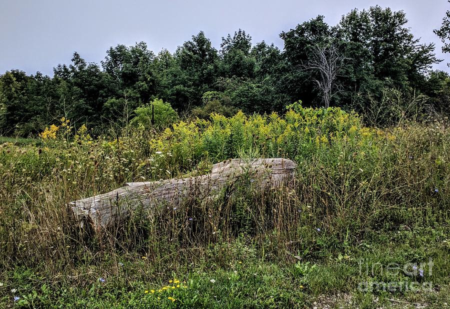 Sleeping Like A Log Photograph By Patrick Scherkenbach - Fine Art America