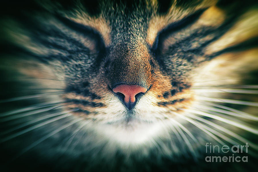 Cat Photograph - Sleeps cat by Giordano Aita