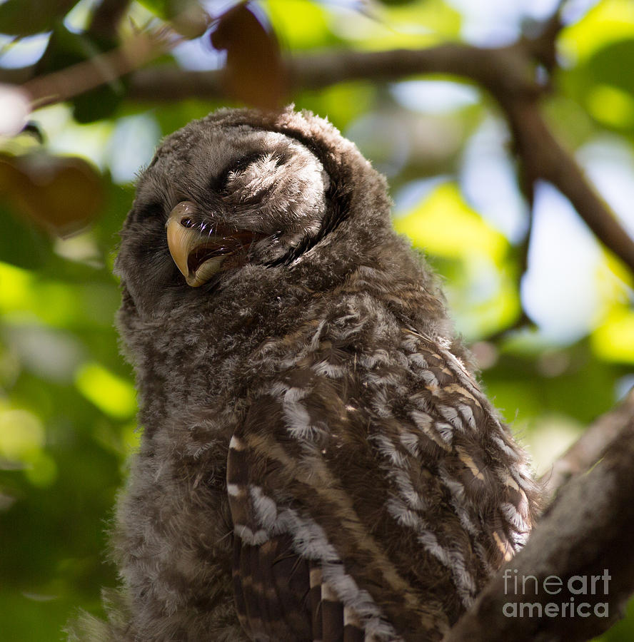 Wildlife Photograph - Sleepy Baby Barred Owl by Natural Focal Point Photography