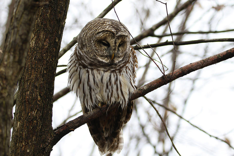 Sleepy Barred Owl Photograph by Brook Burling