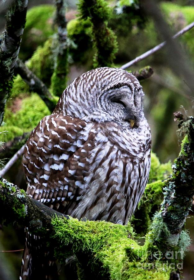 Sleepy Barred Owl Photograph by Nick Gustafson