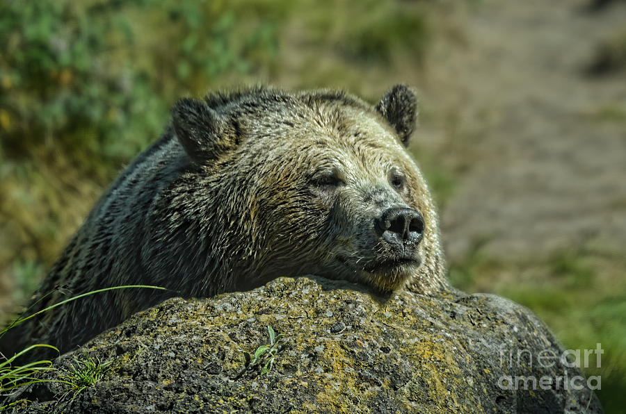 Bear Photograph - Sleepy Bear by Jim Fitzpatrick