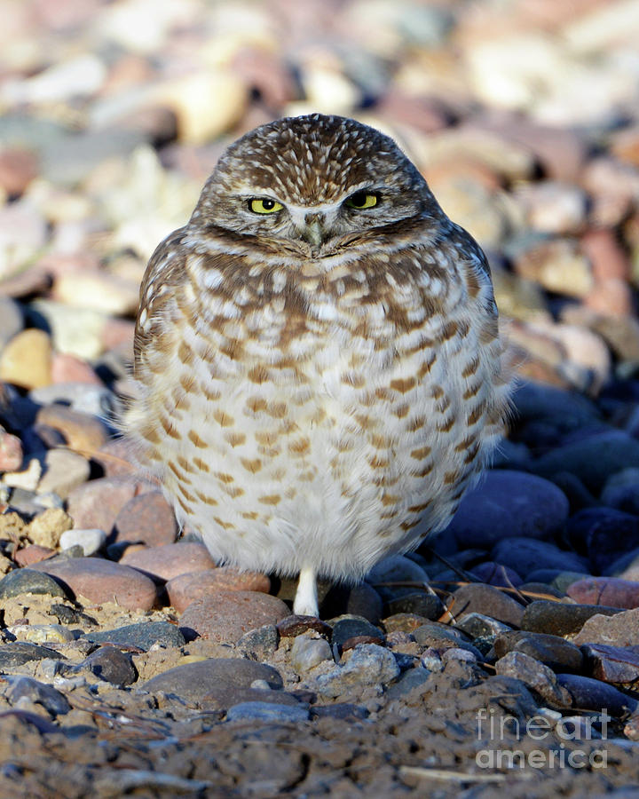 Sleepy Burrowing Owl Photograph by Denise Bruchman
