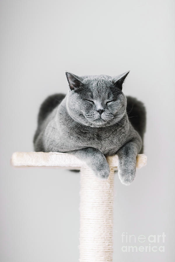 Sleepy cat laying on the scratcher. Photograph by Michal Bednarek