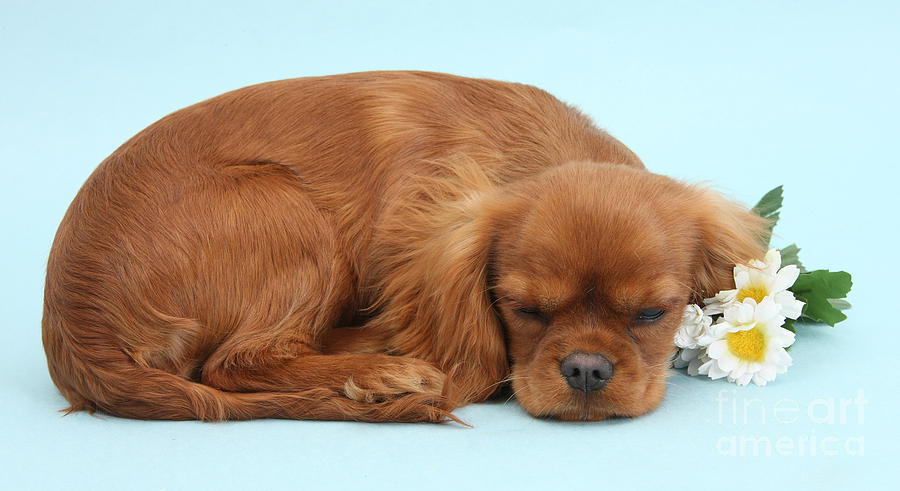 Sleepy Cavalier Photograph by Warren Photographic