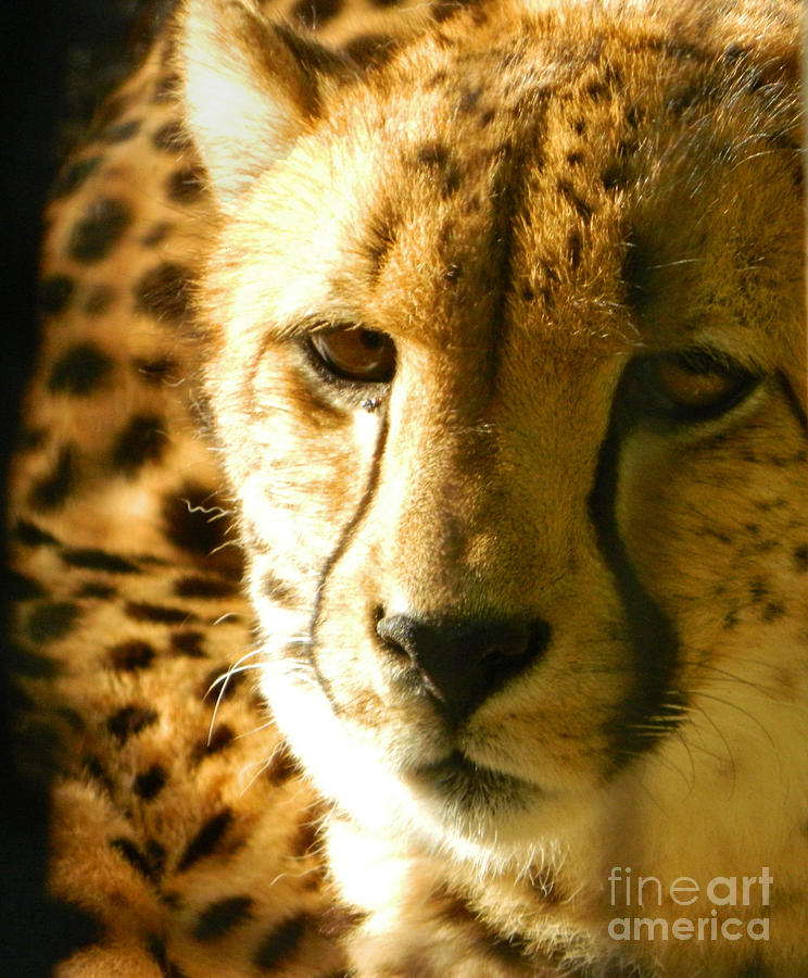 Sleepy Cheetah Cub Photograph