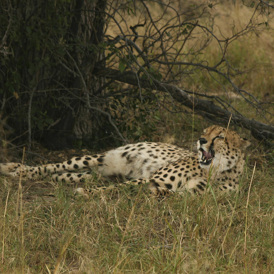 Sleepy Cheetah  Photograph by Karen Zuk Rosenblatt