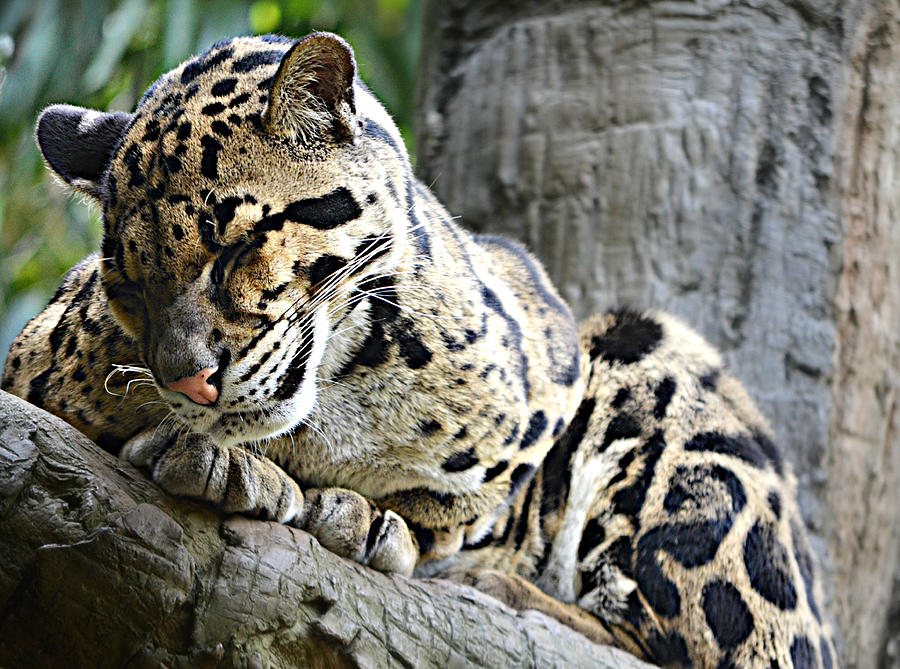 Sleepy Clouded Leopard Photograph by Ally  White