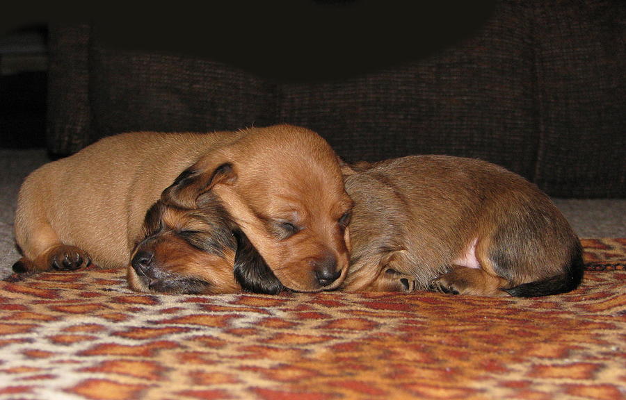 Dog Photograph - Sleepy Dachshund Puppies by Victoria Sheldon