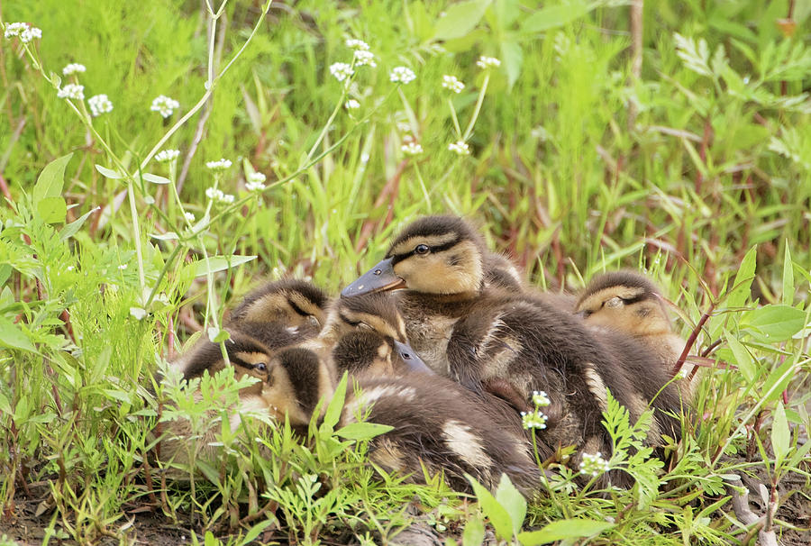 Sleepy Ducklings Photograph by Eilish Palmer