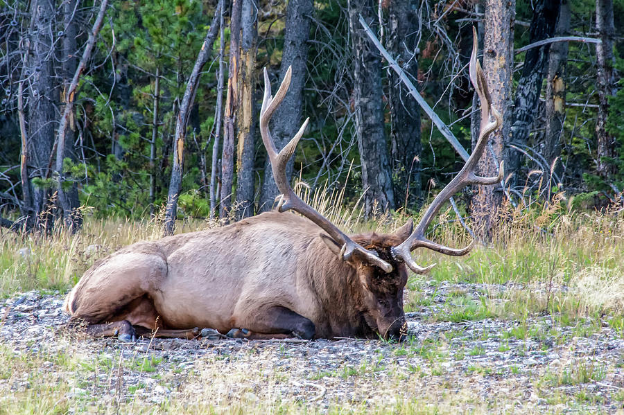 Sleepy Elk 2009 02 Photograph by Jim Dollar