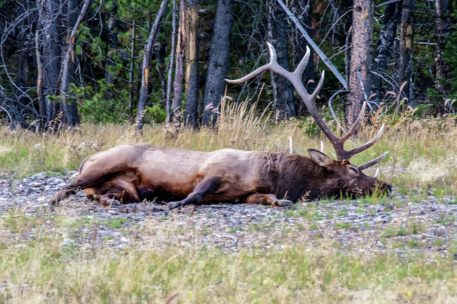 Sleepy Elk 2009 03 Photograph by Jim Dollar