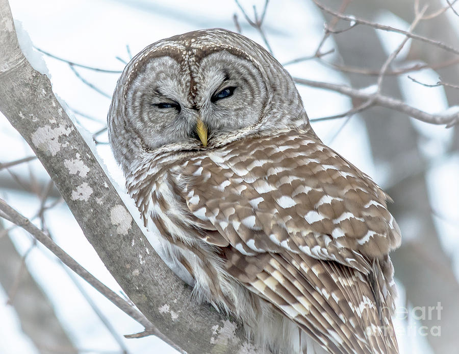 Sleepy Eyed Barred Owl Photograph by Cheryl Baxter