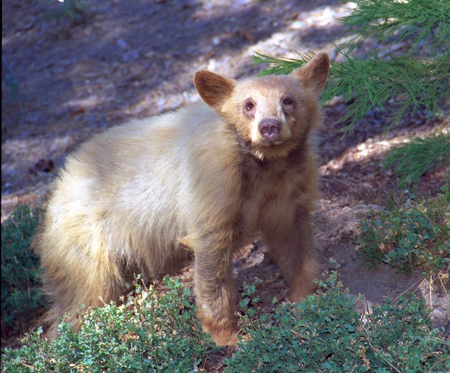 Sleepy Face Bear Photograph by Diana Chase - Fine Art America