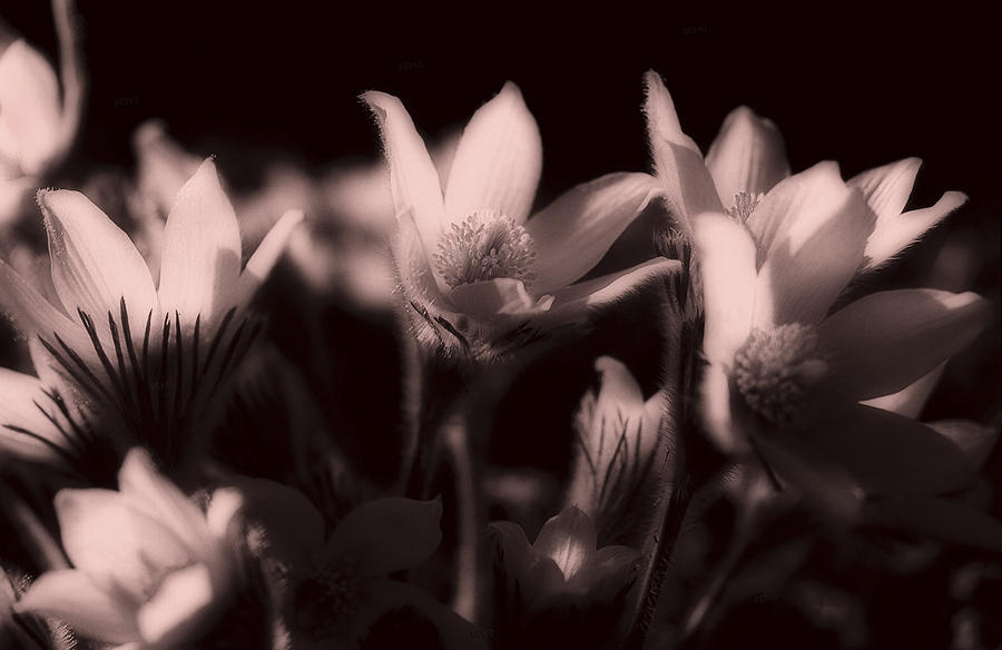 Sleepy Flowers 2 Photograph