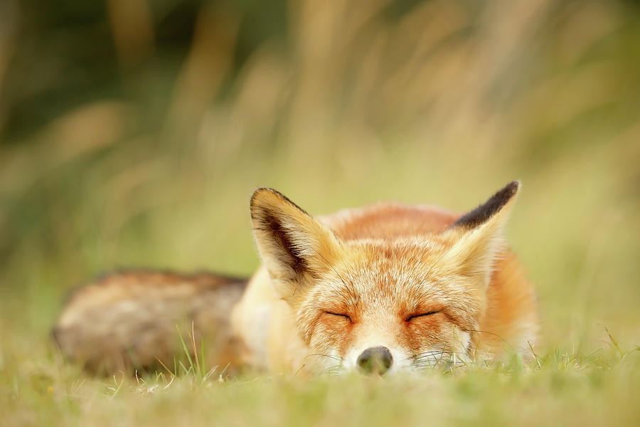 Animal Photograph - Sleepy Fox is Sleepy III by Roeselien Raimond
