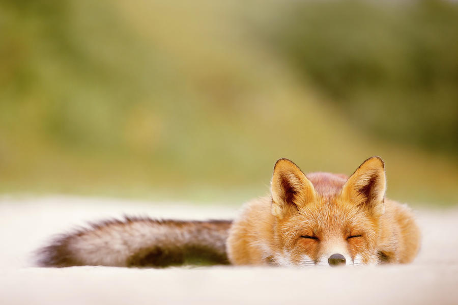 Animal Photograph - Sleepy Fox is Sleepy by Roeselien Raimond